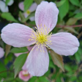 Clematis