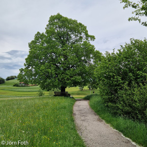 Spazierweg an der Fachklinik in Pfronten